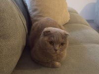 Scottish Fold Kedimiz