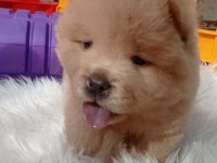 Teddy Bear Face Chow Chow Puppies