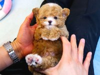 Maltipoo Kore Bebekler