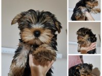 Son erkek yorkshire terrier yavrumuz tam teacup