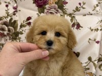 KİLOGRAM GARANTİ MALTIPOO MİNİ BOY