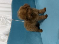 Kore yavru poodle düşünen ulaşabilir