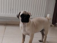 Acil Sahiplendirme Pug Köpeğimiz