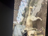 Satılık kangal 6 aylık
