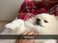 Aşıları tam karneli çipli bakımlı eğitimli pomeranian