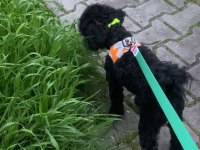 8 AYLIK AŞILARI TAM SAFKAN TOY POODLE