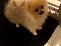 Minik pomeranian oğluma aile arıyorum