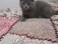 Sahibinden scottish fold 55 günlük