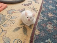 50 günlük british shorthair