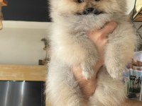 Pomeranian boo 3 aylık