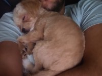 Maltepoo teacup dişi Yavrumuz 5 aylık yuva arıyoruz