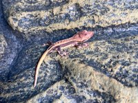 Lily White Crested Gecko