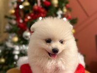 Kızımız acil sahiplendirilecek pomeranian