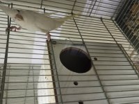 Albino dişi damızlık sultan papağanı