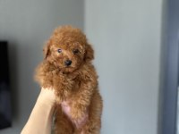 Kore Kan Red Toy Poodle Yavrularım 