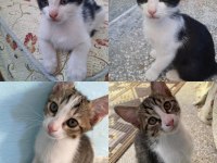 OYUNCU MİNİKLERE ACİL YUVA TEKİR