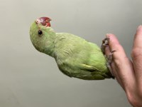 Yavru Pakistan Ceviz Ve Fıstık Yemeye Başladı
