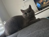 KEDİMİZE ÖMÜRLÜK YUVA ARANIYOR