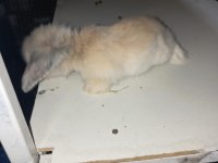 Hollanda Teddy Lop tavşan yavruları