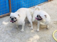 Egzotik beyaz pug yavrularım özel olmak istiyorum diyorsan