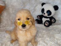Orijinal Golden Retriever Bebeklerimiz