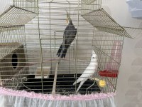 Albino ve grey yeni eş sultan papağanı