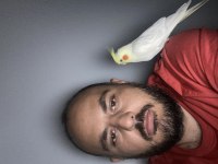 Üst düzey konuşan sultan Papağanı