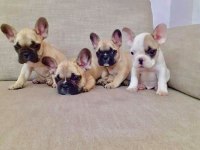 FRENCH BULLDOG YAVRULARI