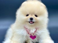 Safkan Pomeranian Boo Bebekler