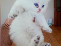 En güzelleri british longhair