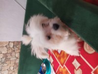 3 aylık maltese terrier yavru