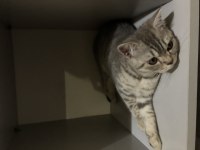 Acil Yuva British Shorthair