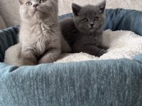 British Shorthair yavrular