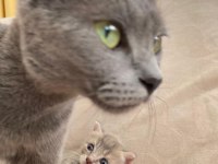 British shorthair kedimize ömürlük yuva arıyoruz
