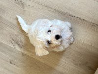Köpeğimize İyi Bir Yuva Arıyoruz