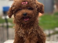 Orjinal Irk Garantili Toy Poodle