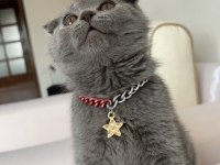 Scottish fold 4 aylık