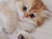 British longhair dişi ve erkek yavrularımız