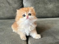 İpeksi tüylü Golden British Longhair 