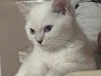 Dünya tatlısı british shorthair