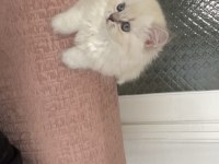 1 buçuk aylık kedimiz tuvalet eğitimi tamamlandı emmiyor