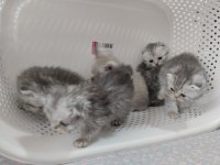 Harika Scottish Fold Yavrular