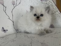 KAR TOPU YUMOŞ BRİTİSH BEBEK