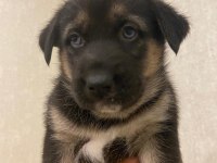HUSKY ALMAN KURDU KIRMASI