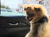 3 Aylık Saf Erkek Pomeranian