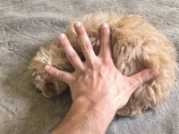 AVUÇ İÇİ KADAR MALTİPOO MUTLULUK