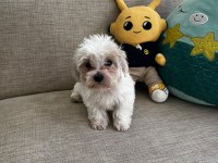 Sağlık ve ırk garantili maltese