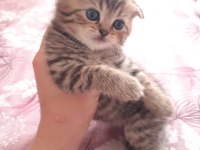 Rezerveye açık yavrularım british shorthair