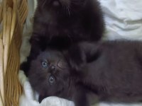 Acil sahiplendirme anne ve yavruları british shorthair