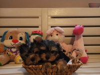 Orjinal tea cup küt burun dişi ve erkek yavru köpekler